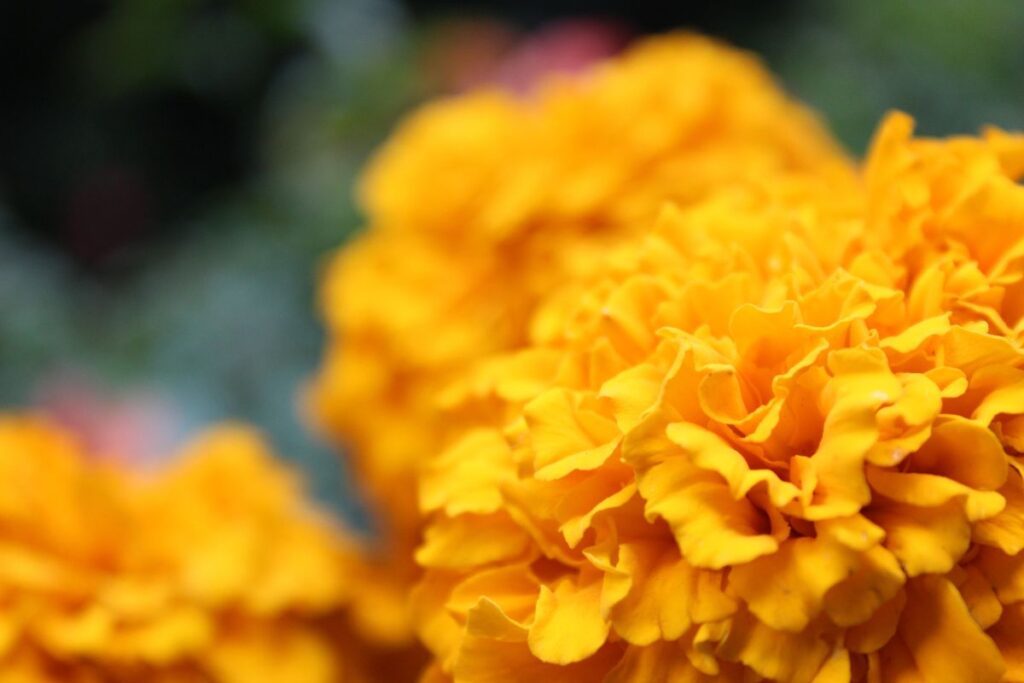 La flor de cempasúchil es una de las flores comestibles más importantes en México.