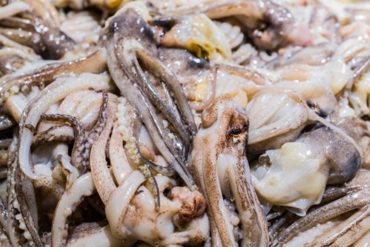 Calamares frescos. Foto de iStock.