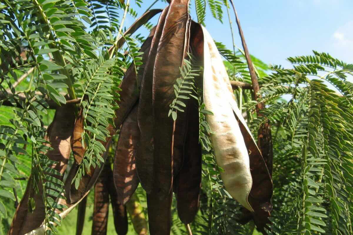 Recetas caseras en las que se puede utilizar el huaje