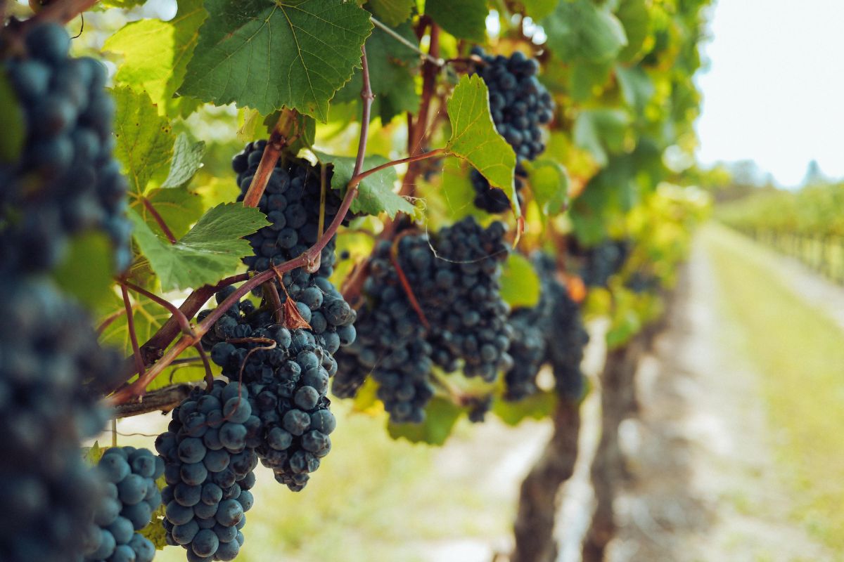 Uvas dentro de viñedo. Foto de Pexels.