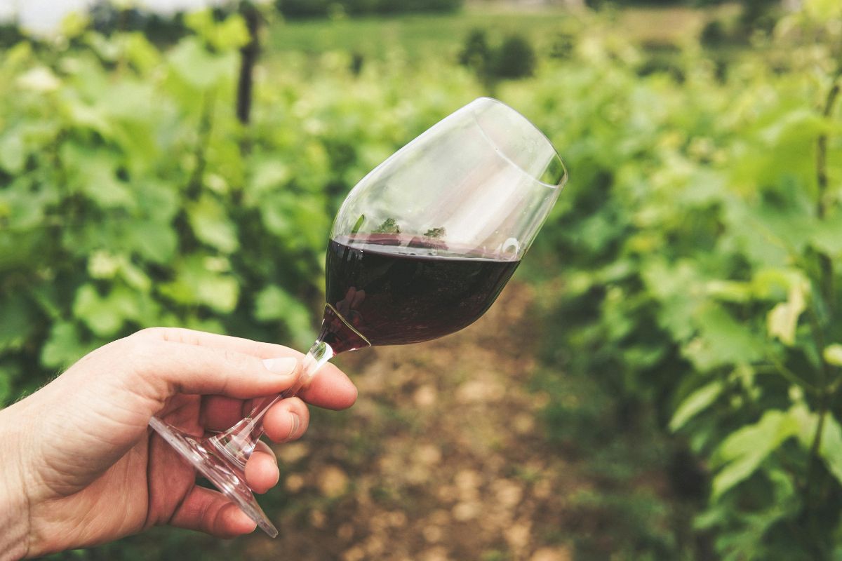 Degustación de vino tinto en viñedo. Foto de Pexels.