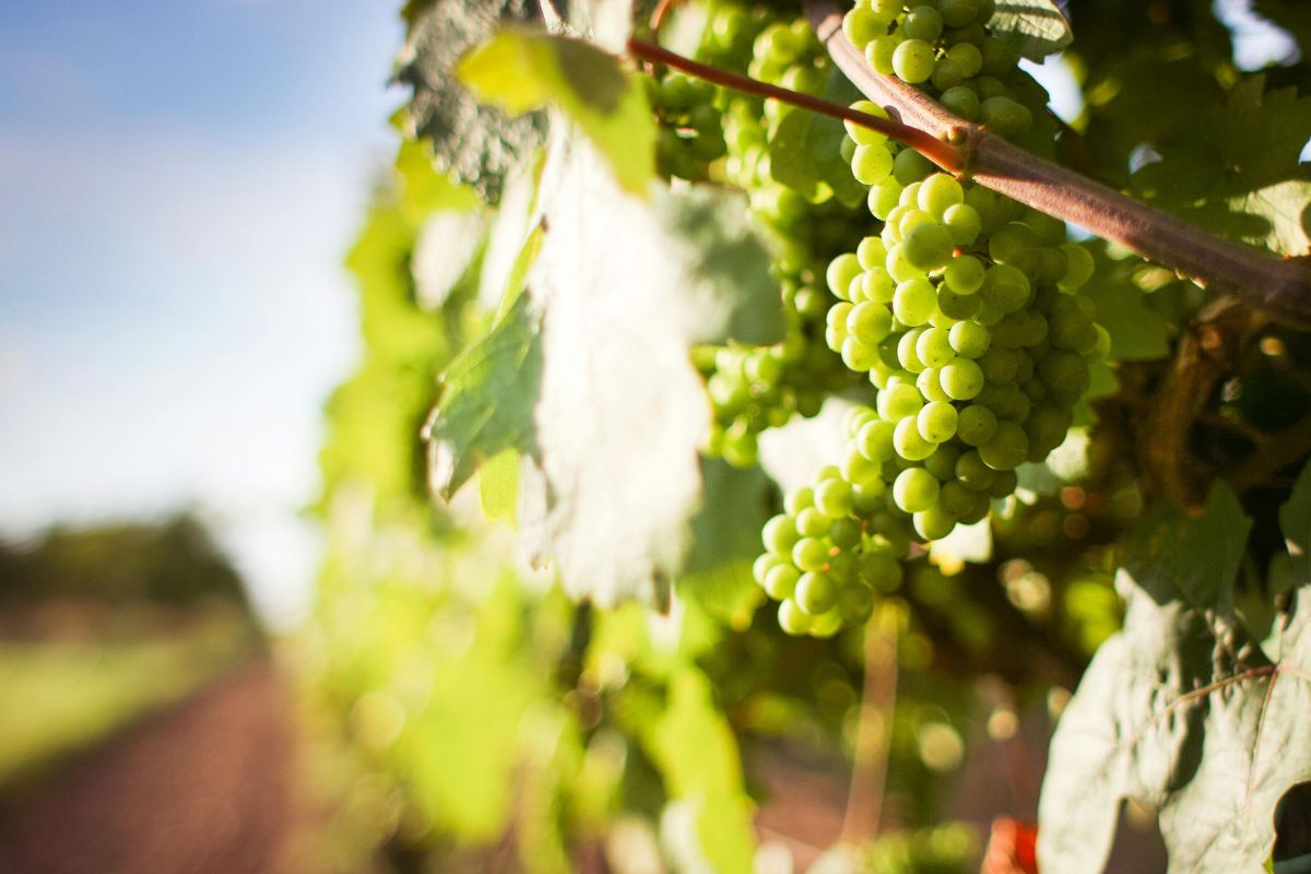 Uvas blancas en viñedo. Foto de Pexels.