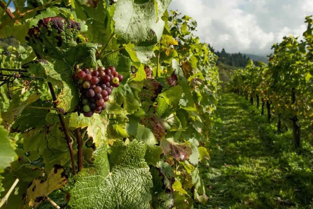 Los vinos en Michoacán comienzan a destacar en la escena nacional.