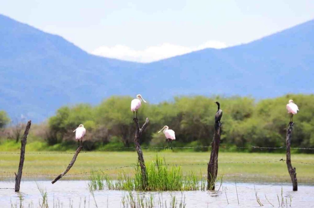 Safa Farms: Un eco hotel innovador y sustentable en Jalisco 2