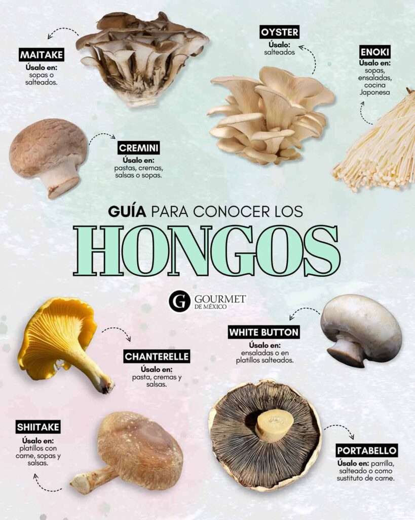 Guía para conocer hongos