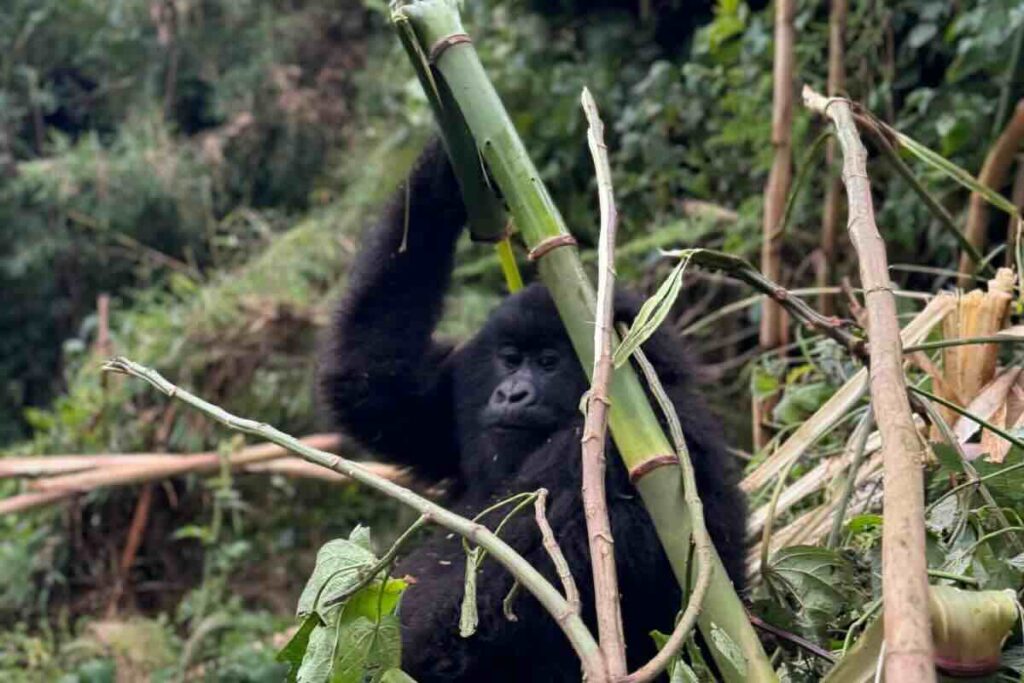 Ruanda mantiene su encanto natural a través de hospedajes sostenibles.