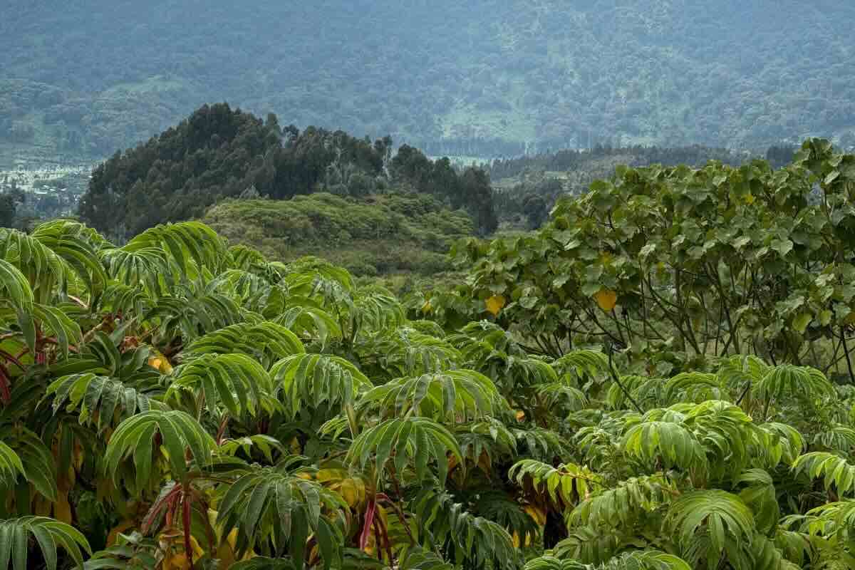 Wilderness Bisate: entre la neblina de los volcanes de Ruanda