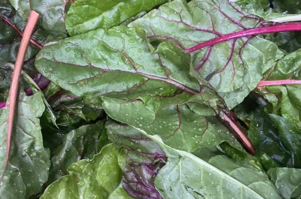 Foto de hojas verdes comestibles que se cultivan en el huerto Cengrow