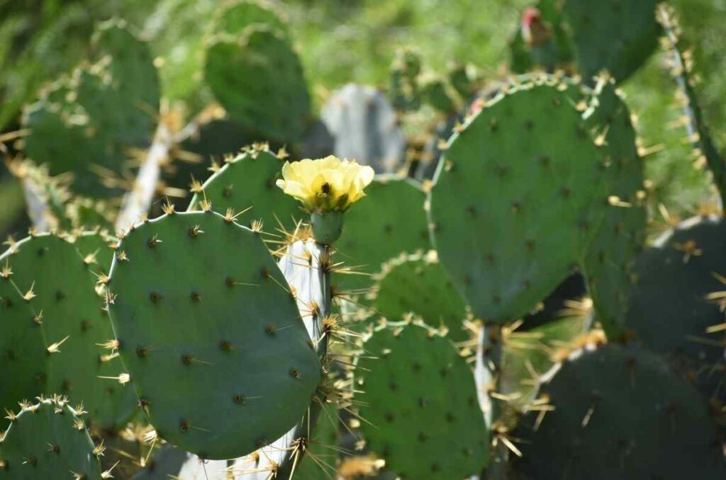 Circuito del Nopal en Guanajuato: una aventura imperdible