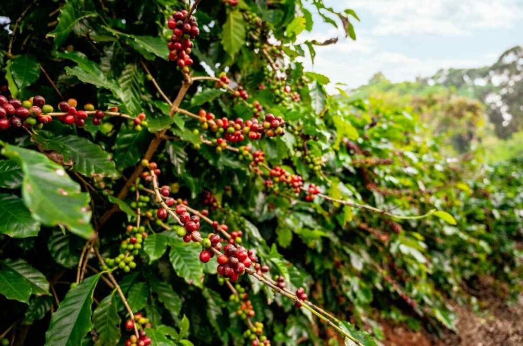 Tres parques temáticos que celebran la cultura del café en Colombia