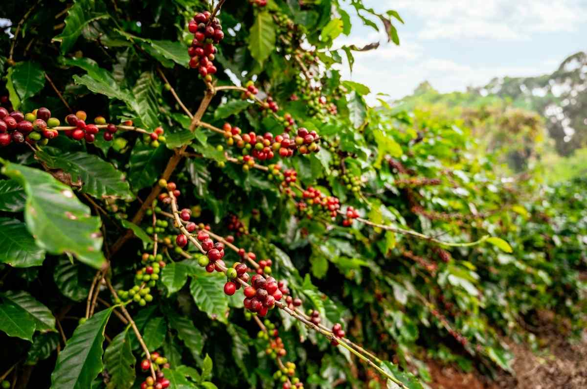 Tres parques temáticos que celebran la cultura del café en Colombia