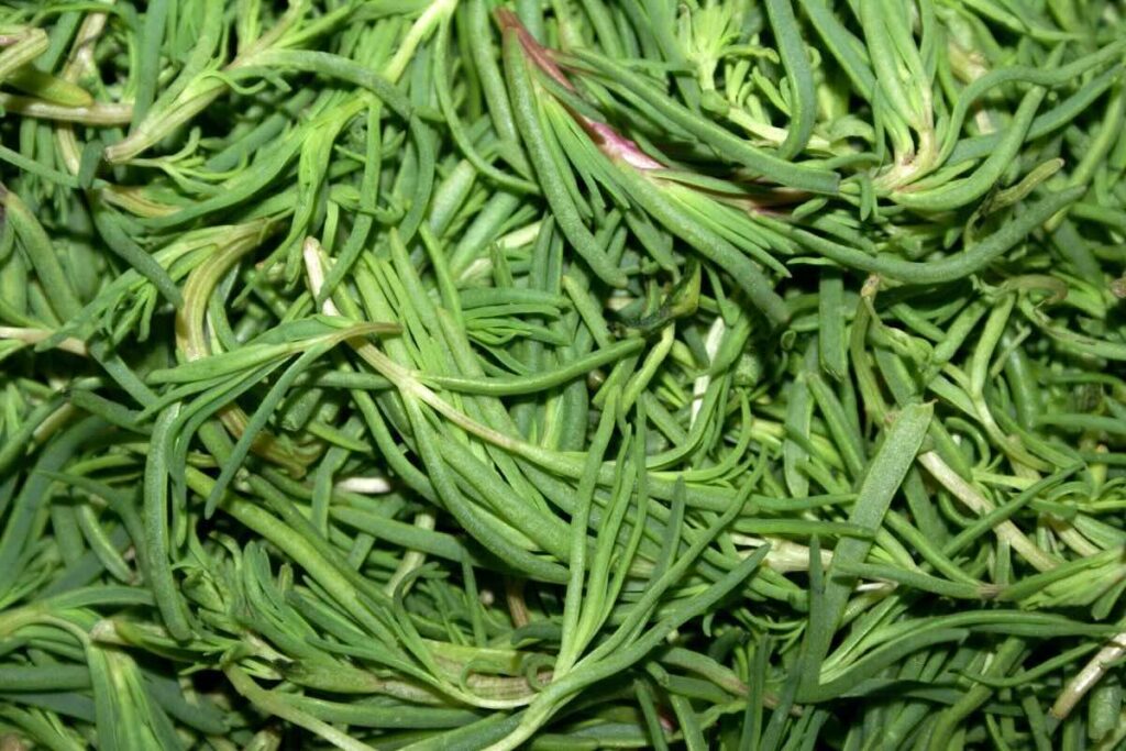 Los romeritos son una planta típica en la cocina mexicana.