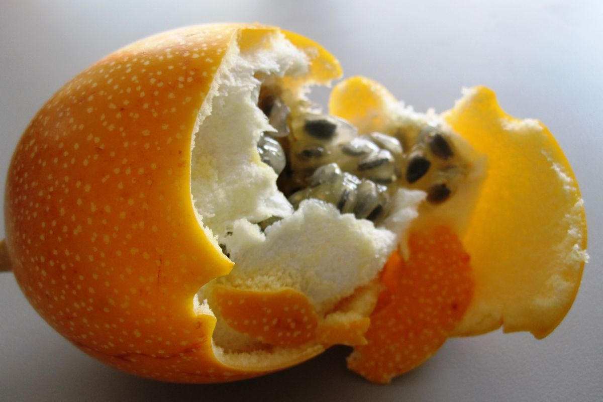 granadilla-fruta-1