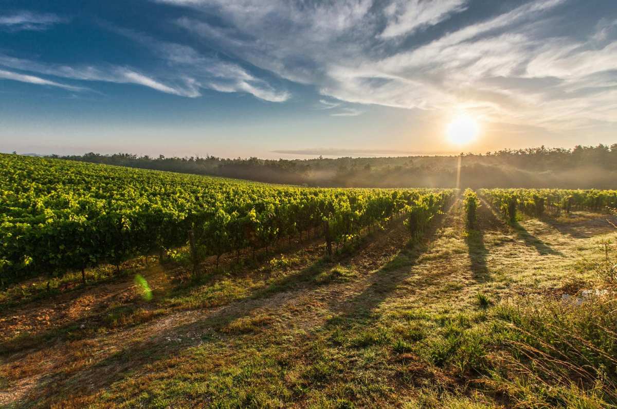 Basque Culinary Center y los vinos de la Rioja Alavesa, en Bella Aurora