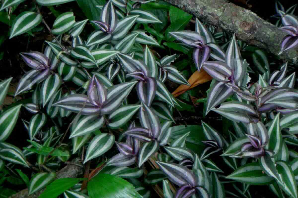 Matalí, la planta morada de Tabasco que no sabías que quita la sed