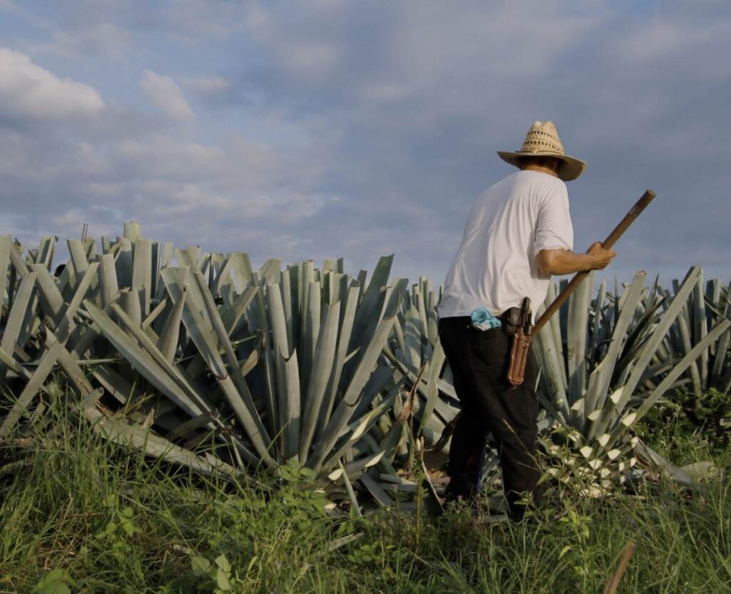 Mezcal: el espíritu de México hecho bebida