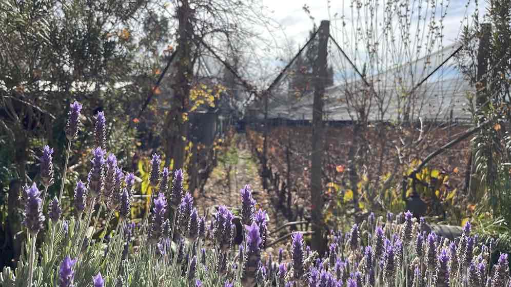 Ruta Gourmet por Mendoza