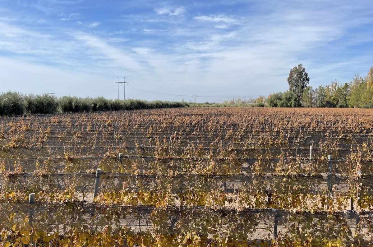 La vista de los viñedos. Un viaje Gourmet por Mendoza. 