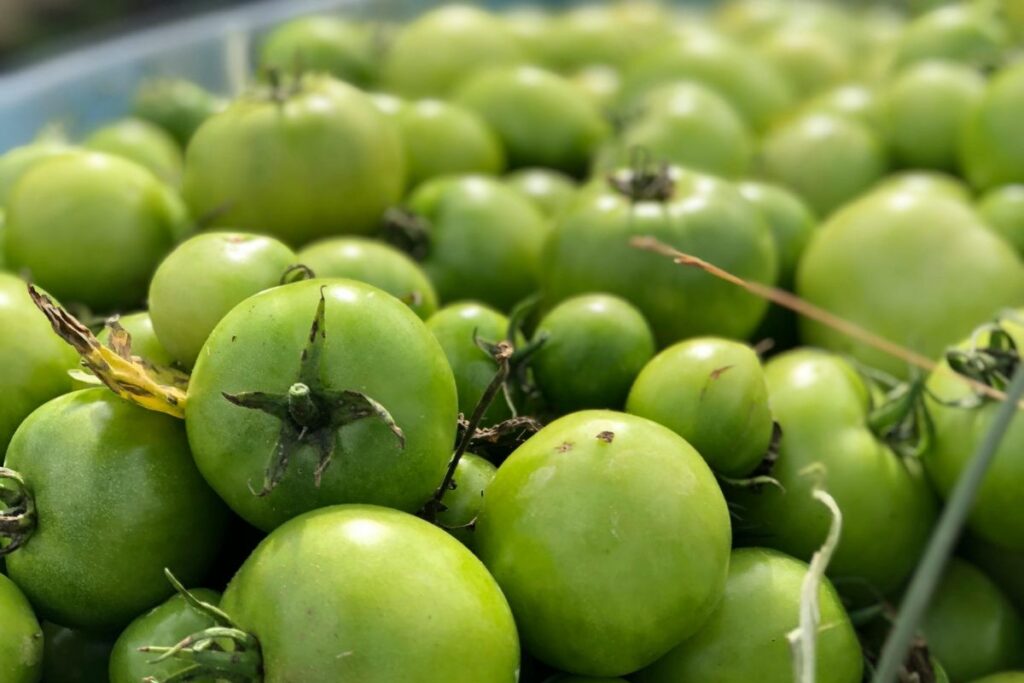 Los tomates son un vegetal popular por la versatilidad de sus especies.