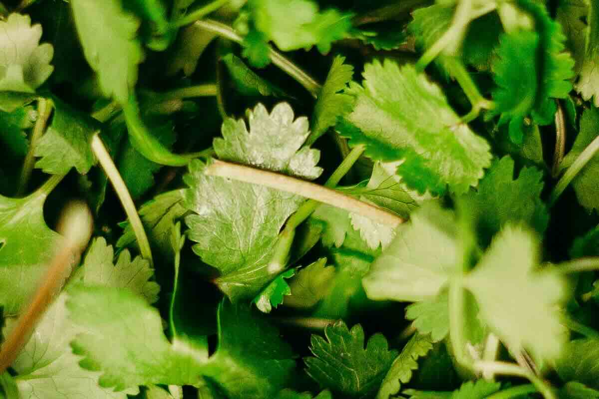 Cilantro fresco. Foto de Pexels.