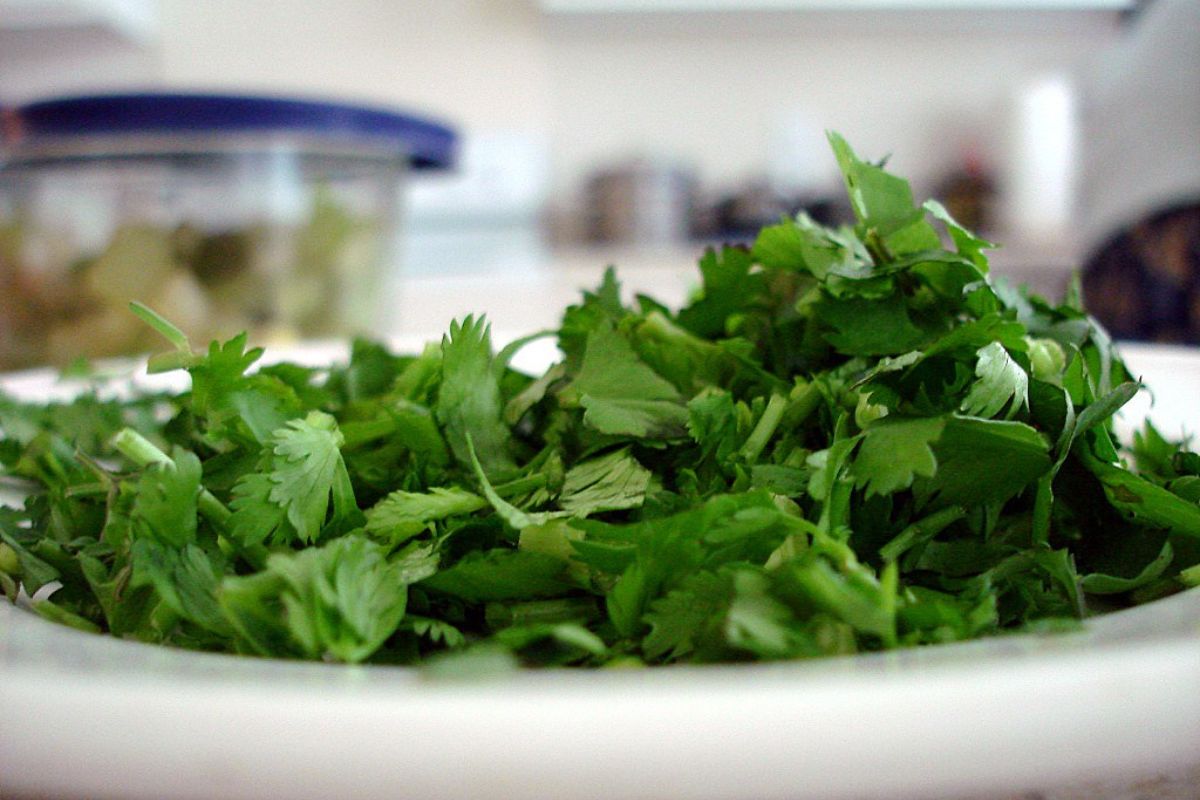 Cilantro fresco. Foto de Flickr.