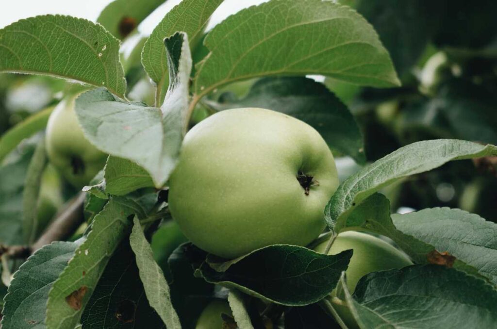 Manzana verde