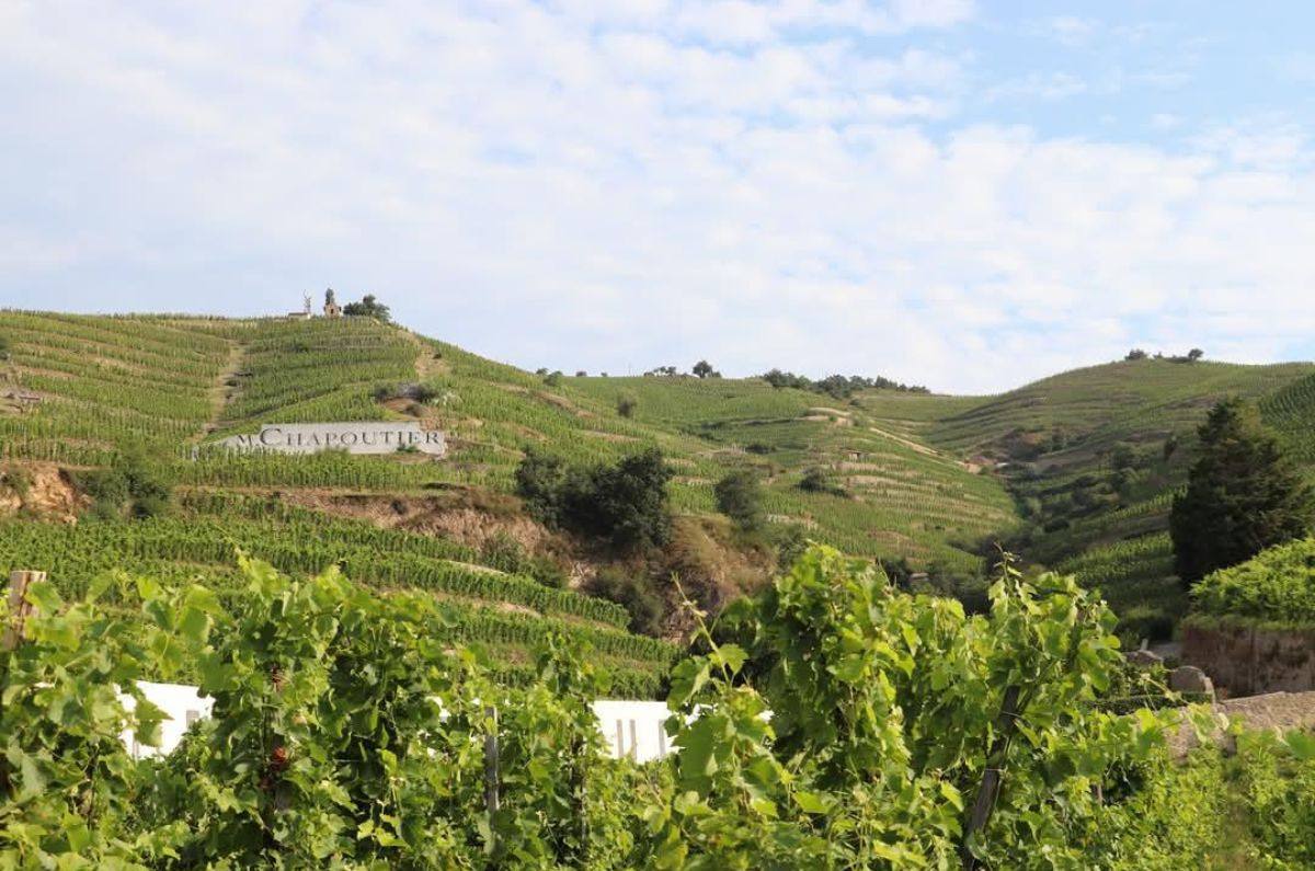 Bodega M. Chapoutier, vinos biodinámicos en el Ródano