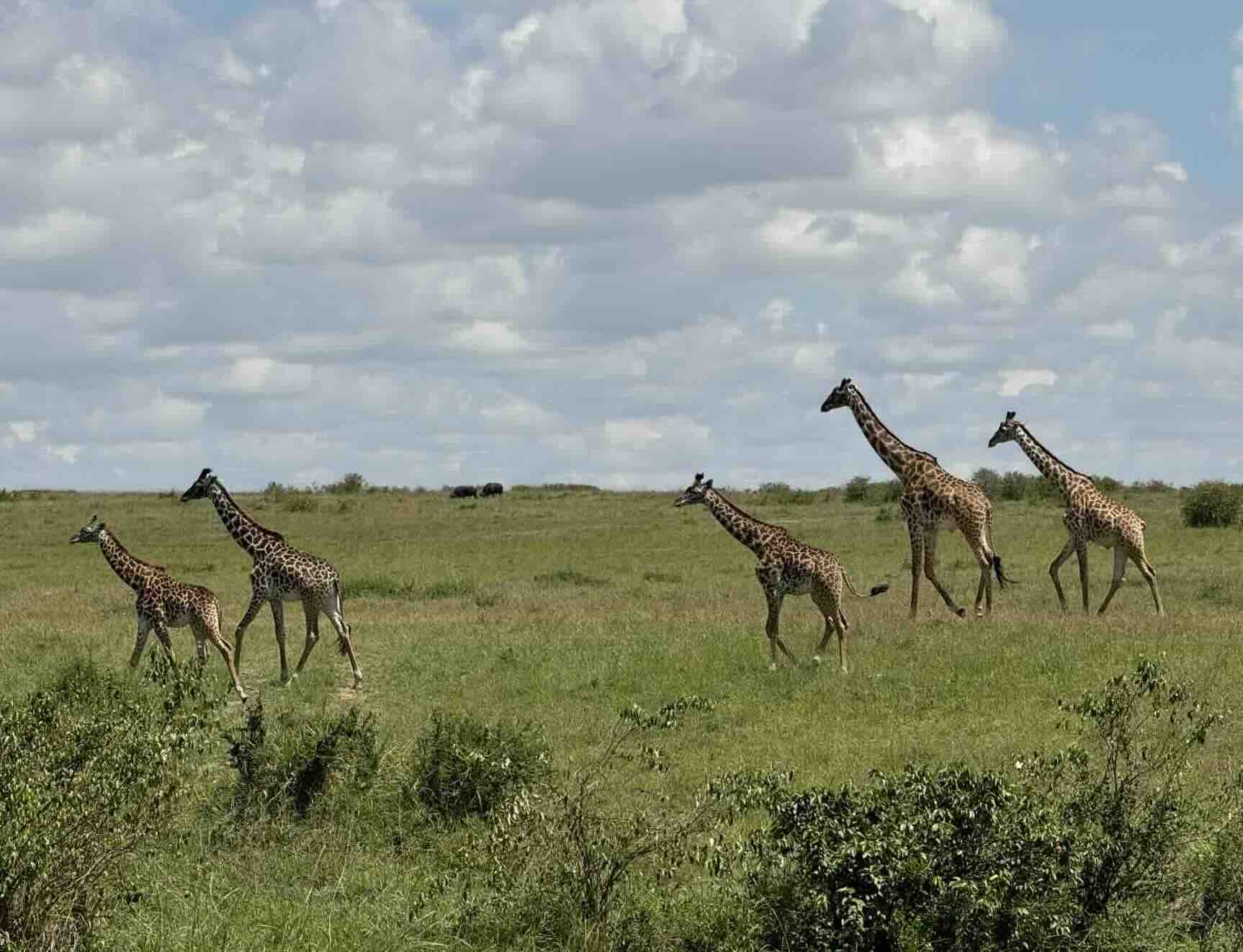 Un safari y hotel de lujo en Kenia. Gastronomía, animales y sabana