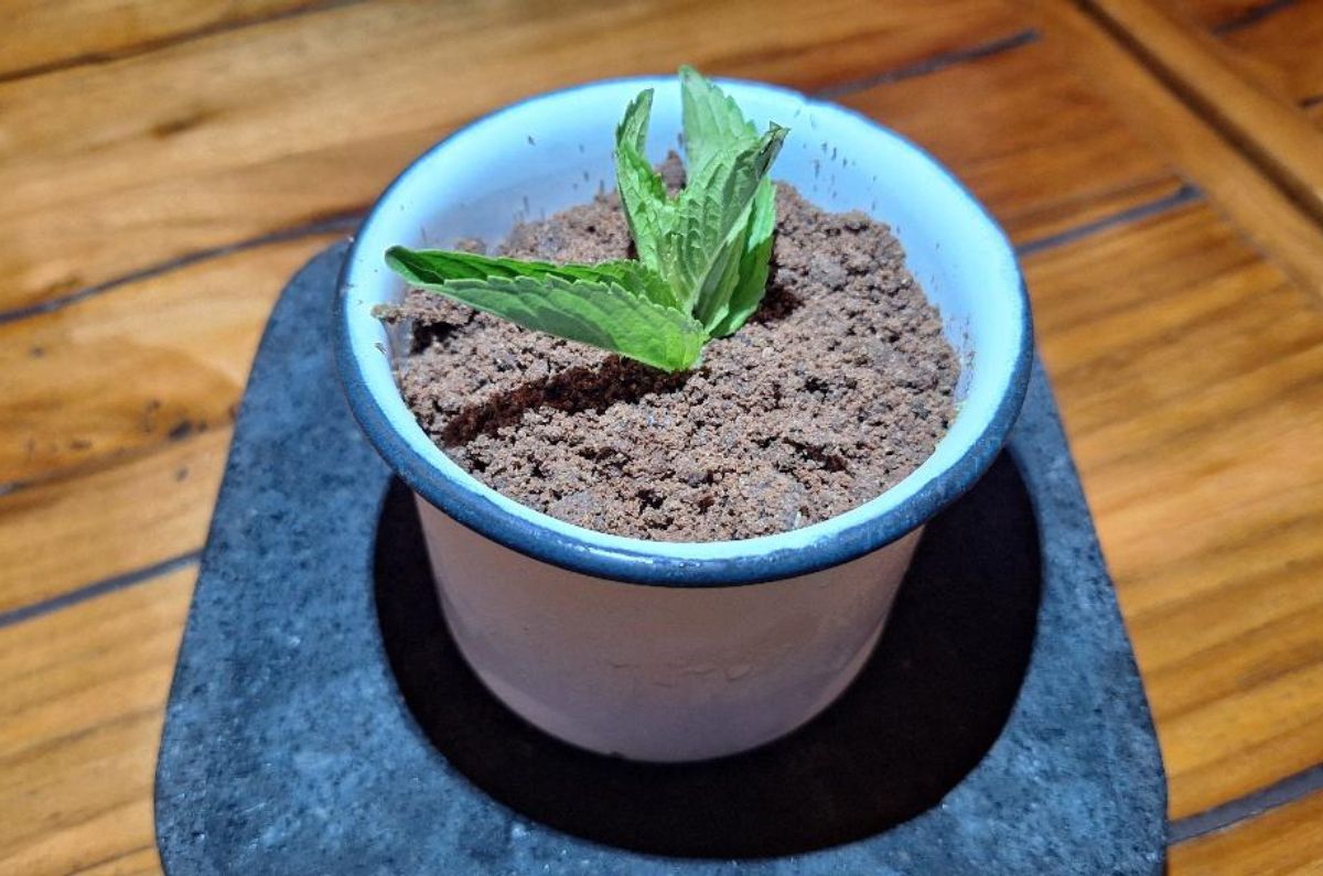 Postre maceta de albahaca (brownie de chocolate oscuro, crema de albahaca y maracuyá), foto de Miriam Carmo