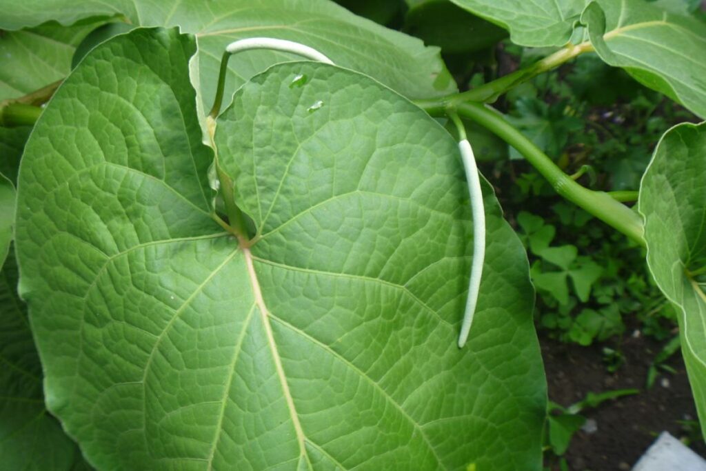 ¿Está prohibido comer la hoja santa cruda? Mitos y realidades sobre esta hierba mexicana