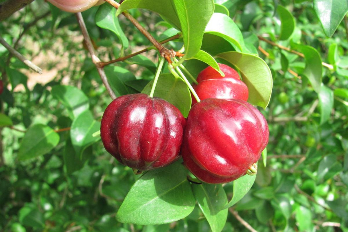 Pitanga madura. Foto de Flickr.