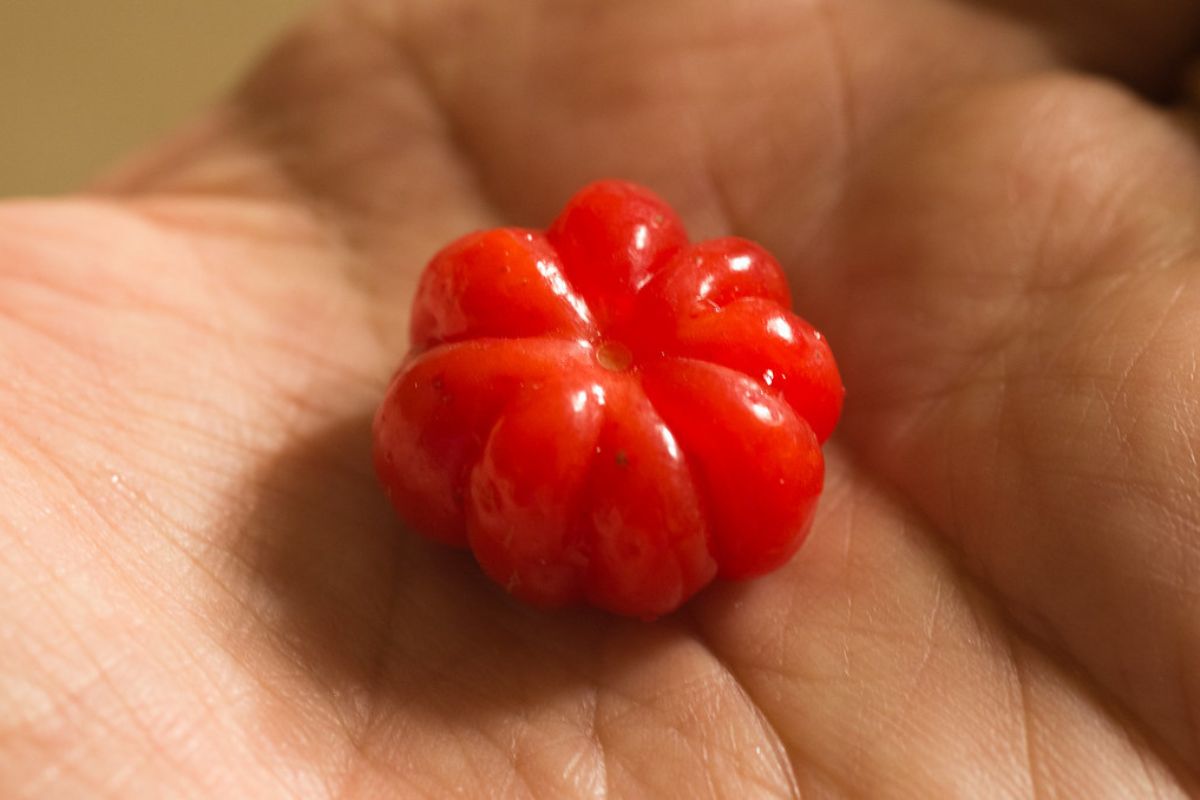 Pitanga madura. Foto de Flickr.
