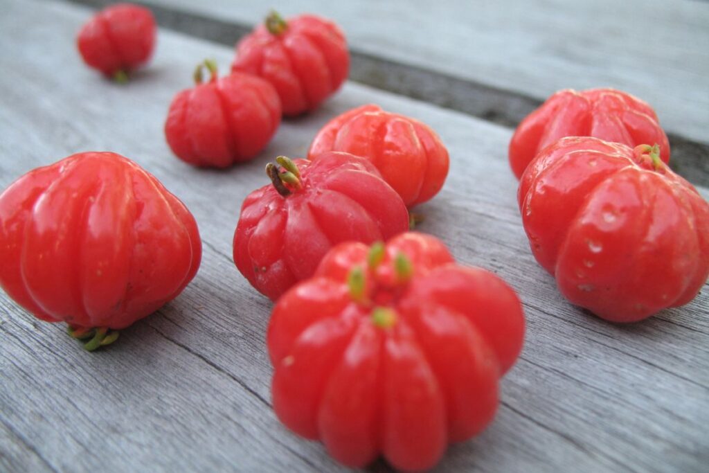 Pitanga: la fruta tropical que sorprende en América del Sur