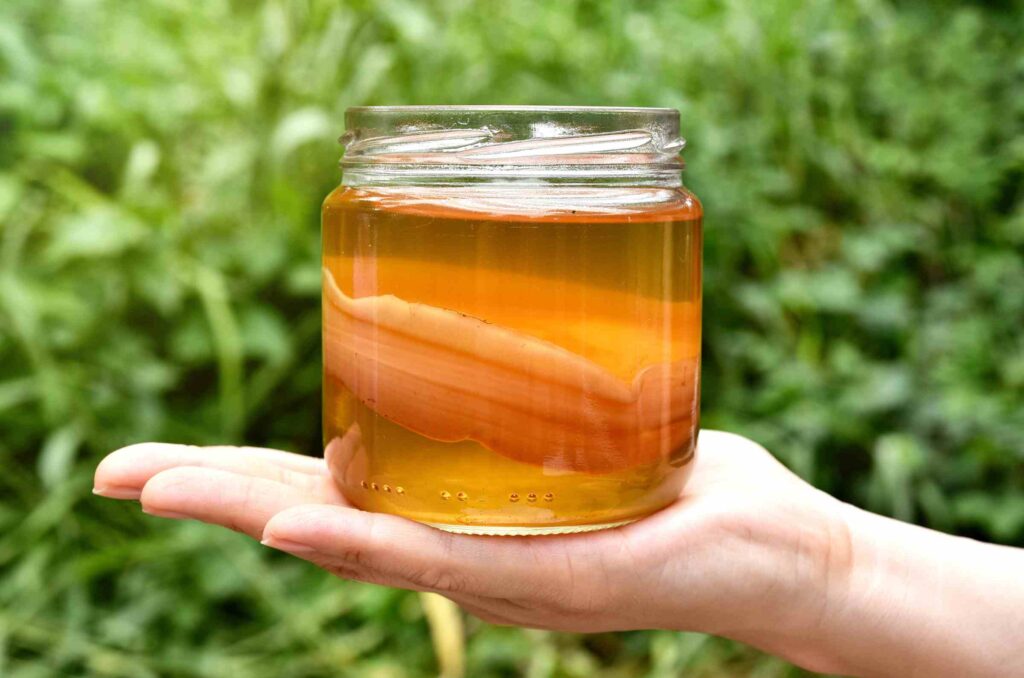 Kombucha: fermentación que transforma la salud