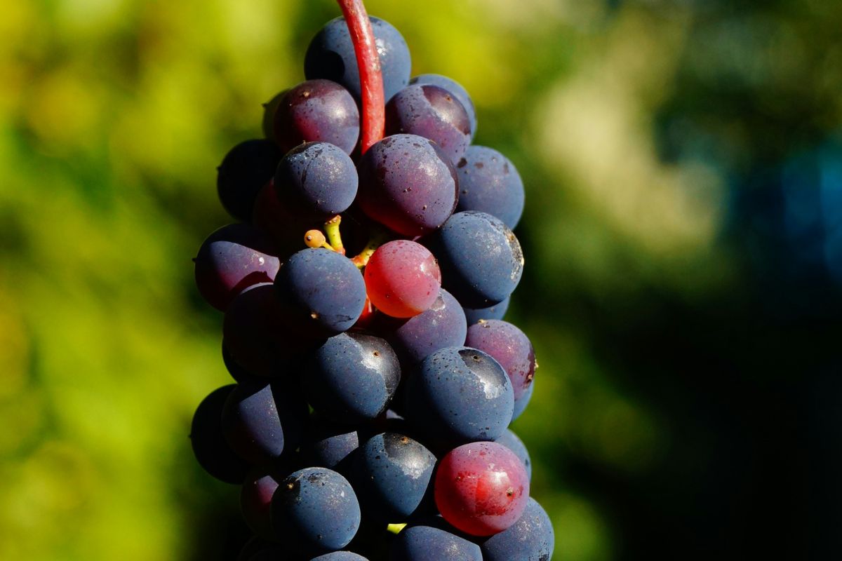 Uvas tintas dentro de viñedo. Foto de Pexels.
