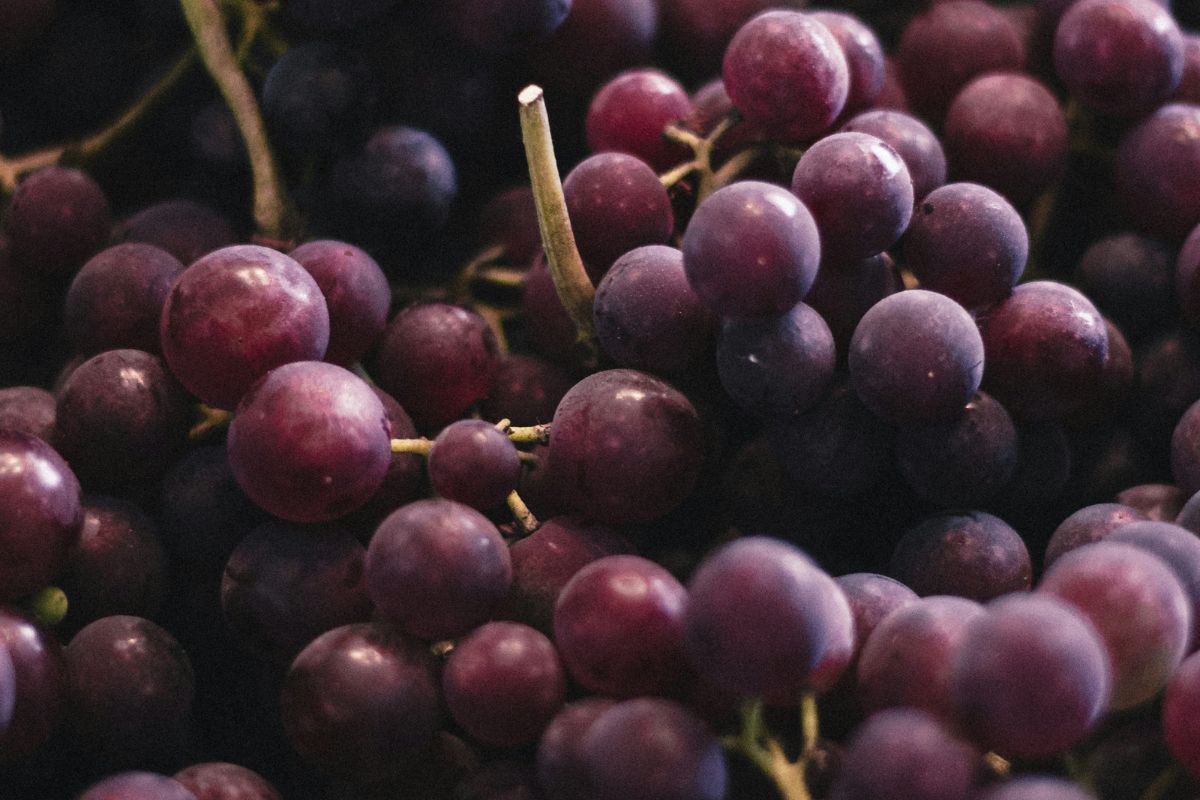 Uvas tintas dentro de viñedo. Foto de Pexels.