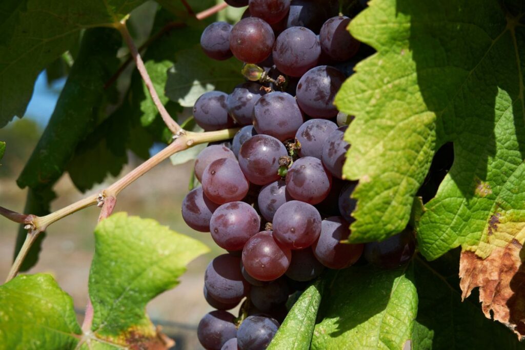 El mosto es el concentrado base para el vino.