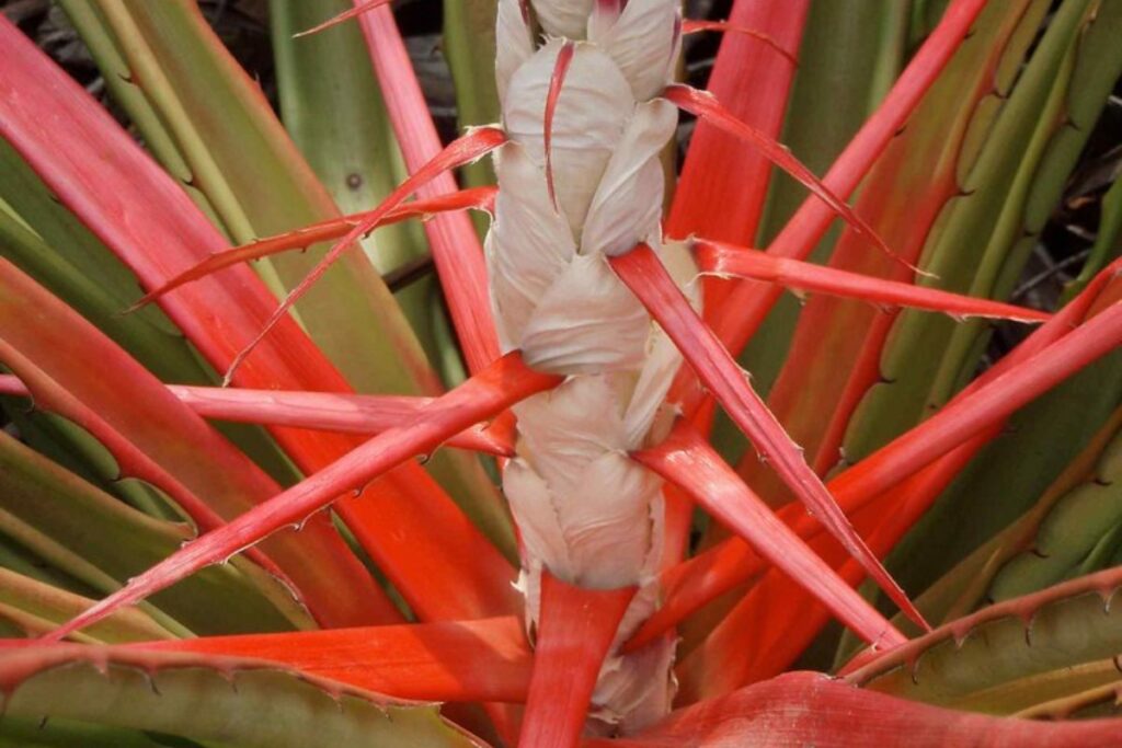 La piñuela es una fruta yucateca que se aprovecha en recetas saladas y dulces.