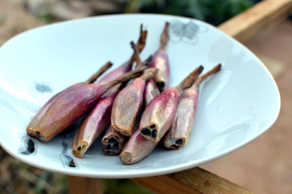 Así es la piñuela, la peculiar fruta yucateca que es una joya
