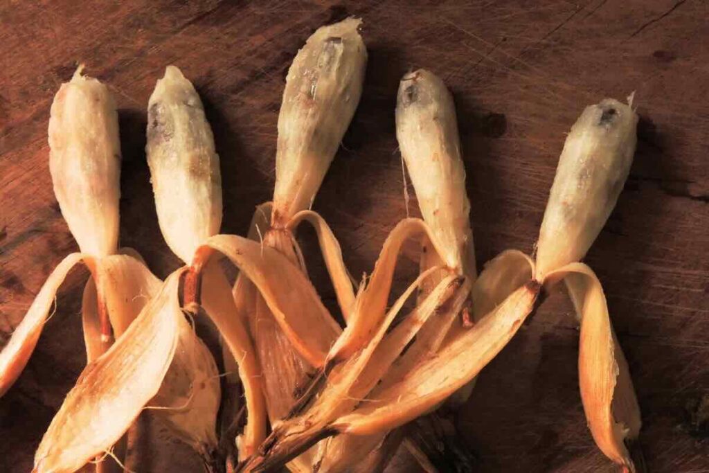 La piñuela es una fruta yucateca que se aprovecha en recetas saladas y dulces.