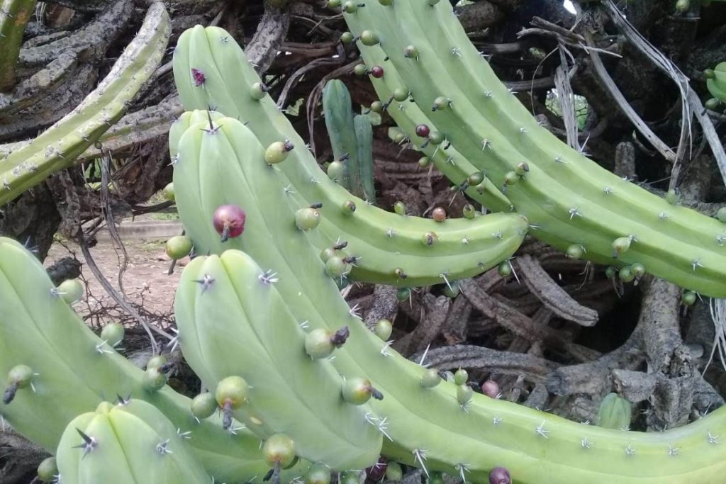 Los garambullos son un fruto pequeño que crece en el desierto.