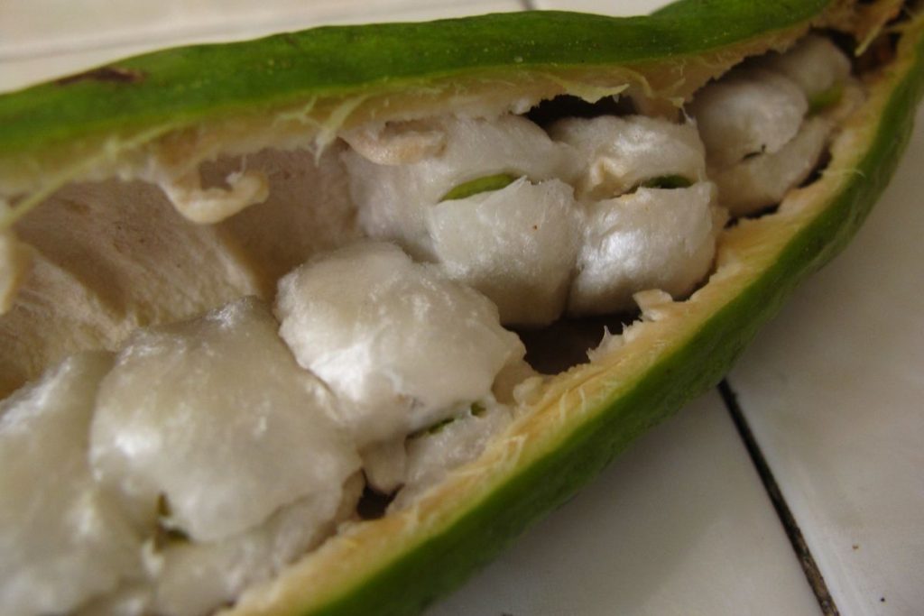 El jinicuil es una fruta exótica que se aprovecha al máximo en México.