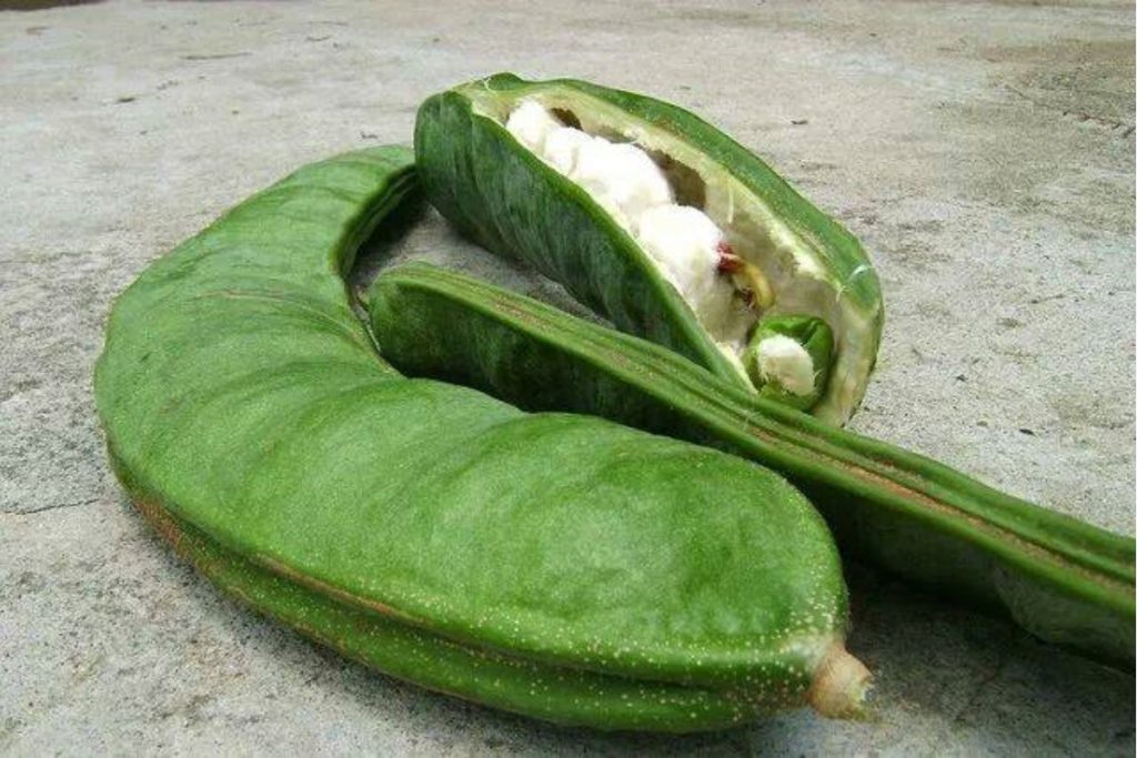 Jinicuil: así es una de las frutas exóticas que presume Veracruz