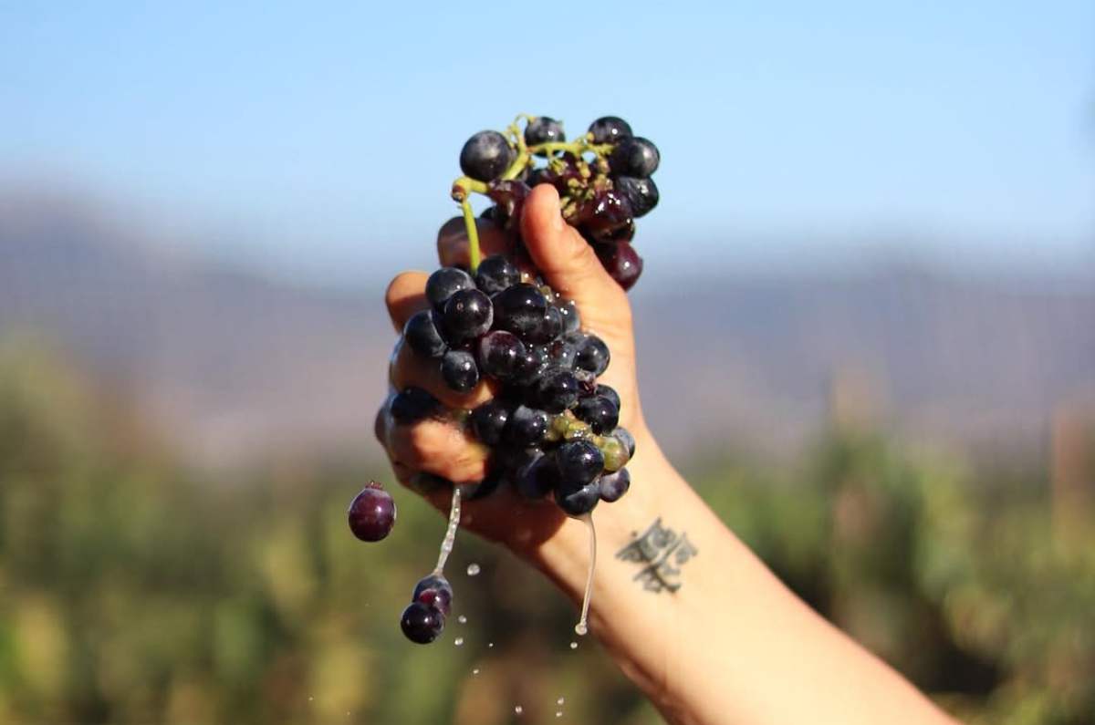 Decantos celebra 10 años de vino en Baja California 0