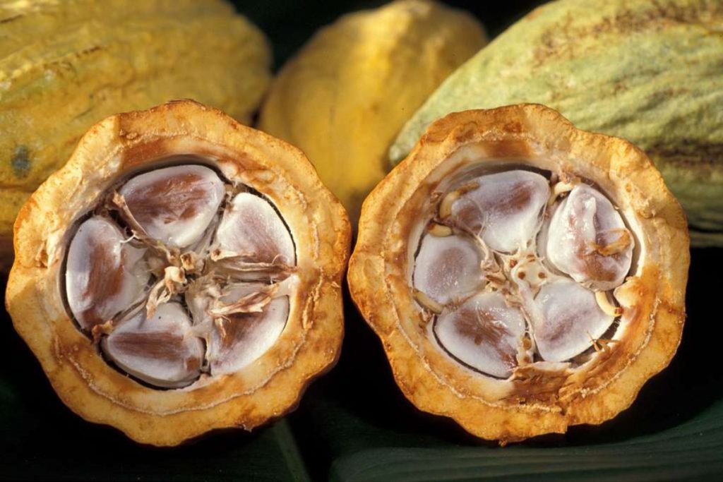 El mucílago de cacao es una parte comestible de la semilla que muchas veces pasa desapercibida.