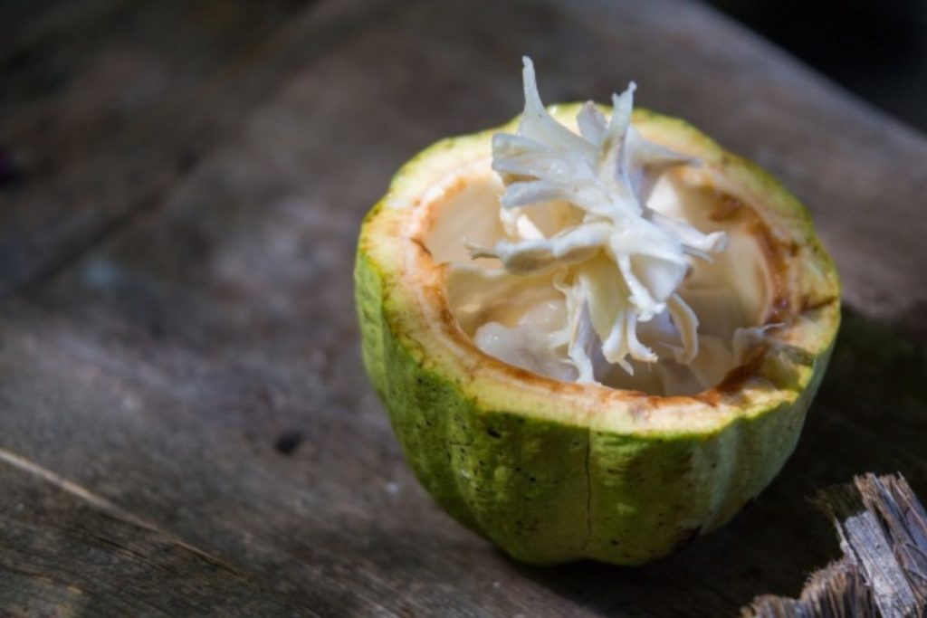 El mucílago de cacao es una parte comestible de la semilla que muchas veces pasa desapercibida.