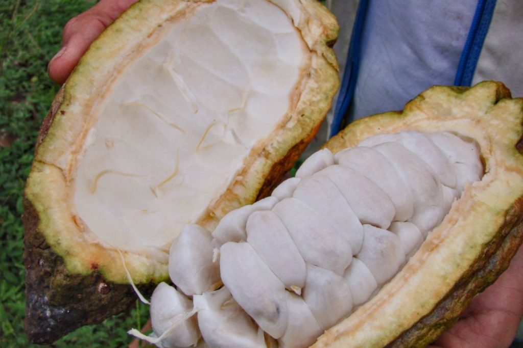 Mucílago de cacao: ¿qué es y por qué merece nuestra atención?