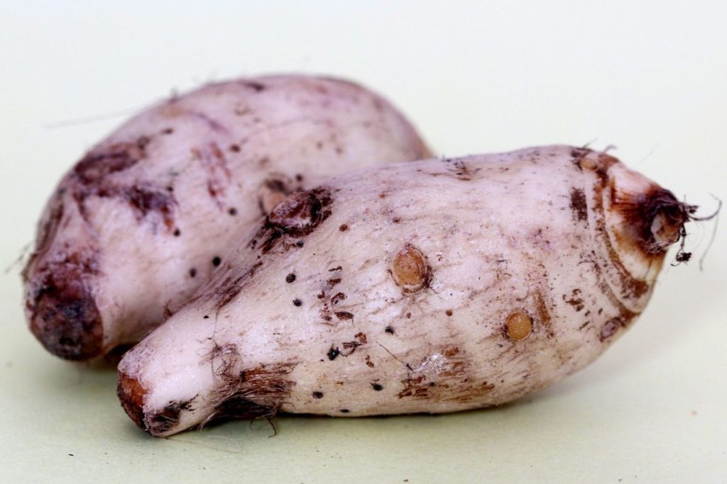 El ube y el taro son dos tipos de tubérculos populares en la cocina contemporánea.