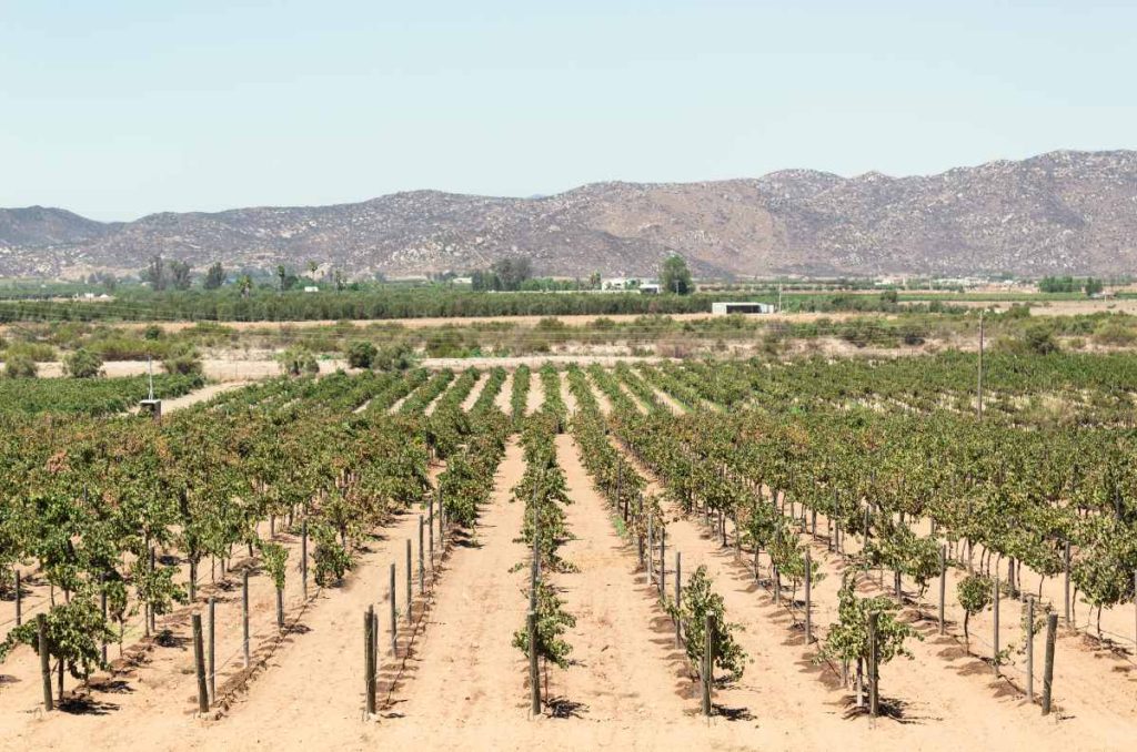 Gastronomía de Ensenada: lo mejor para comer en 2025