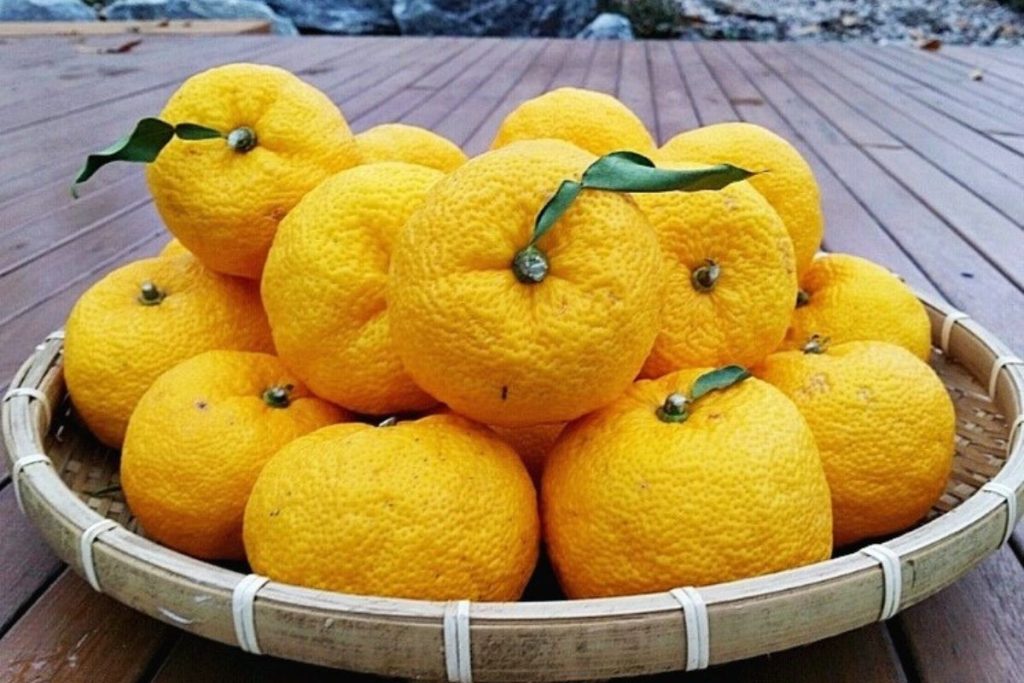 El yuzu es un fruto asiático apreciado por su versatilidad.